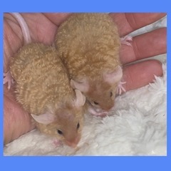 【🐭テディマウス🐭】お値引き中❗️残り1匹となりました