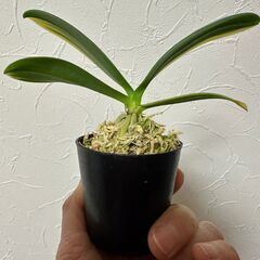 蘭　【ナゴラン】斑入り葉の画像