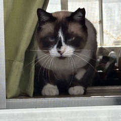 迷い猫　　見つかりました🙌ありがとうございます。 - うるま市