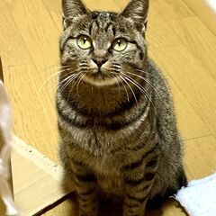 性格良し♥丸顔のおっとりさん【えひめ♀】  - 猫