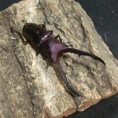 メタリフェルホソアカクワガタ ♂単品