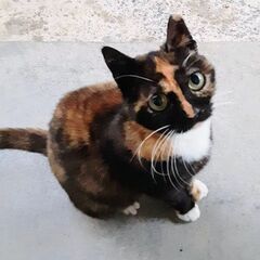 人懐っこく元気な美人猫🌸