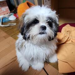 犬がいる日常に。幸せをありがとう。 - 筑紫野市