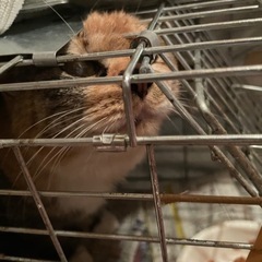 地域猫たちに暖かい支援をお願いいたします。