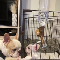犬ゲージ
