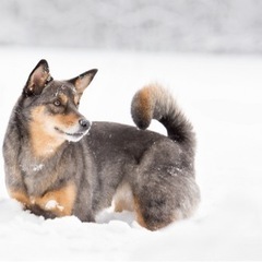 停止！里親募集中！柴犬とアウストラリアンシェパードのミックス♀メス - 伊勢原市