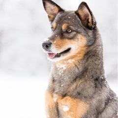 停止！里親募集中！柴犬とアウストラリアンシェパードのミックス♀メスの画像