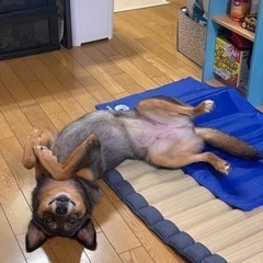 停止！里親募集中！柴犬とアウストラリアンシェパードのミックス♀メス - 犬