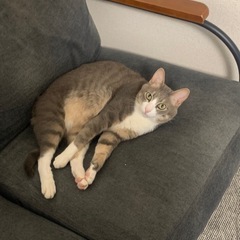 父親が病気になってしまい育てるのが困難の為里親募集します。