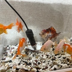 Fishes and tank for saleの画像