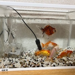Fishes and tank for saleの画像