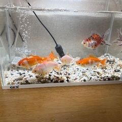Fishes and tank for saleの画像