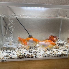 Fishes and tank for saleの画像