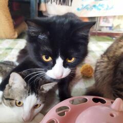 4月30日産まれの子猫の里親募集中［福岡県内］ - 里親募集