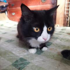 4月30日産まれの子猫の里親募集中［福岡県内］ - 猫