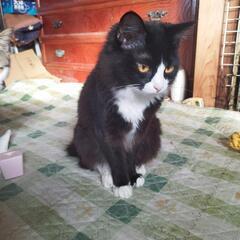 4月30日産まれの子猫の里親募集中［福岡県内］ − 福岡県