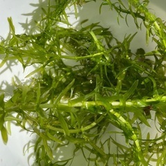 アナカリス10本③の画像