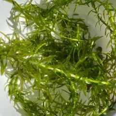 アナカリス10本③の画像