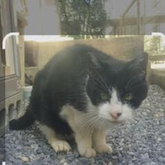迷い猫探してます