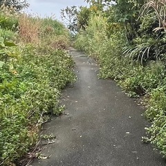 🌳草刈致します。