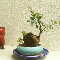 ミニ盆栽石付きピラカンサ