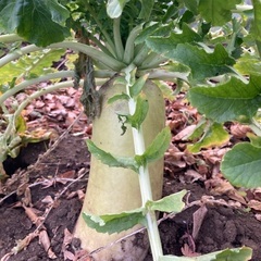 採れたて‼︎新鮮‼︎大根の葉のみ　2本分の画像