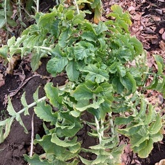 採れたて‼︎新鮮‼︎大根の葉のみ　2本分