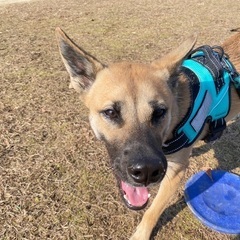 しつけ・犬友募集
