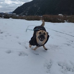 しつけ・犬友募集 - 名古屋市
