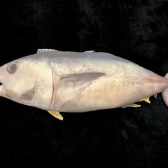 【全長約67cm】ひんやりマグロクッション