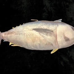 【全長約67cm】ひんやりマグロクッションの画像
