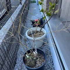 ブルーベリーの樹　2本　鉢つき