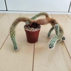 さぼてん🌵