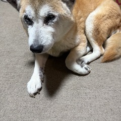 柴犬　12歳 - 京都市