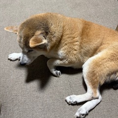 柴犬　12歳 - 犬