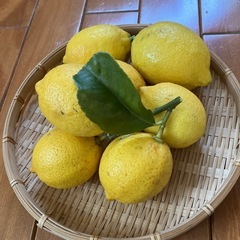 完全天然無農薬❣️🍋自然栽培❣️🍋国産レモン🍋3個❣️100円🍋