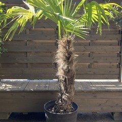 ヤシの鉢植え（シュロの木？）/プランター付き【引き取り限定】　　の画像