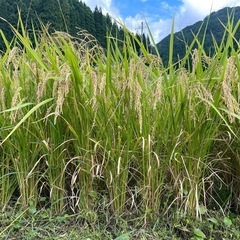 訳あり白米30kg(日本晴)  受渡者決定