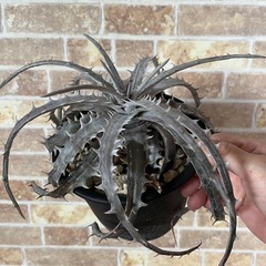 観葉植物　ディッキア・グランマニエル