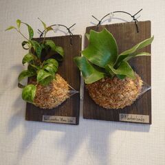 着生植物 板付け2点セット(ビカクシダ、エスキナンサス)の画像
