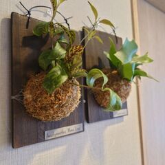 着生植物 板付け2点セット(ビカクシダ、エスキナンサス)の画像