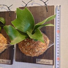着生植物 板付け2点セット(ビカクシダ、エスキナンサス)の画像