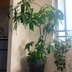 ランキングキーワードに紐づく投稿画像-観葉植物