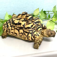 🟩40代～50代大歓迎🟩スグに稼げる！簡単軽作業🟩まずは1日だけ...