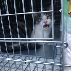 キジ白
