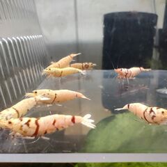 【現物】白勝ちレッドファンシータイガーシュリンプ　◆ おまけ込み...