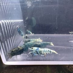 【現物】色濃い目ターコイズシュリンプシュリンプ　おまけ込み11匹...