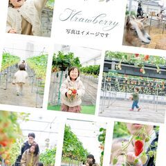 【参加無料！お試し撮影会】いちご狩り体験をの様子を撮影します - 新潟市