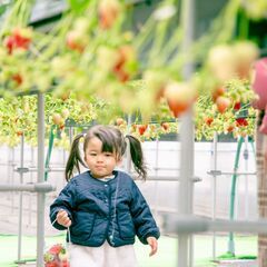 【参加無料！お試し撮影会】いちご狩り体験をの様子を撮影します − 新潟県