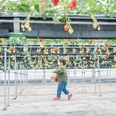 【参加無料！お試し撮影会】いちご狩り体験をの様子を撮影します - 育児